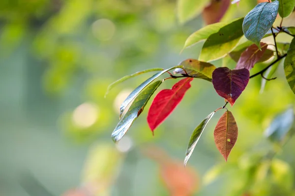 Início do Outono. As primeiras folhas amarelas e vermelhas em uma árvore. Dia de outono ensolarado . — Fotografia de Stock
