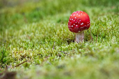 Yeşil yosun renkli Amanita. Zehirli mantarlar.