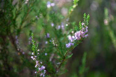 Heather ormanda çalılıklar. Güneşli bir gün. Çiçek açan orman çiçekleri