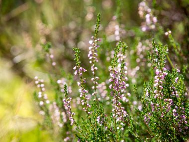 Heather ormanda çalılıklar. Güneşli bir gün. Çiçek açan orman çiçekleri