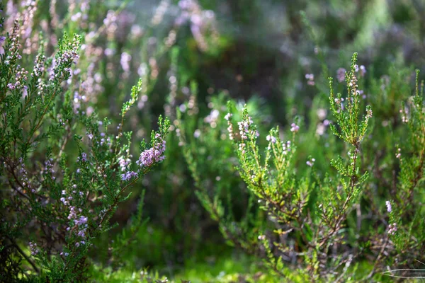 森の中のヘザーの茂み。晴れた日咲く森の花 — ストック写真