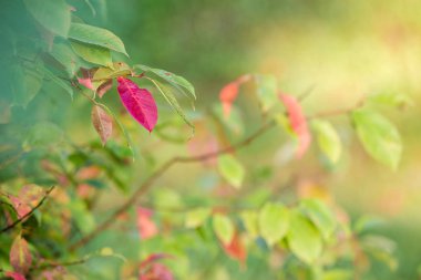 Sonbaharın başında. İlk sarı ve kırmızı yapraklar bir ağaçta. Güneşli bir gün.