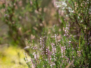 Heather ormanda çalılıklar. Güneşli bir gün. Çiçek açan orman çiçekleri. Arka planda Bokeh.