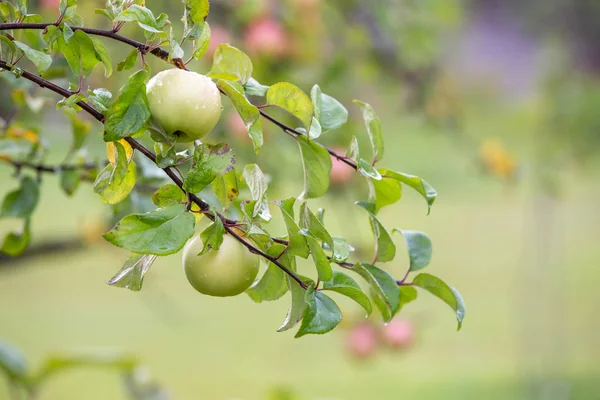 Elmalar bir dalda. Elmaların üzerindeki yağmur damlaları. Yeni mahsul. Bulanık sonbahar günü arka plan.