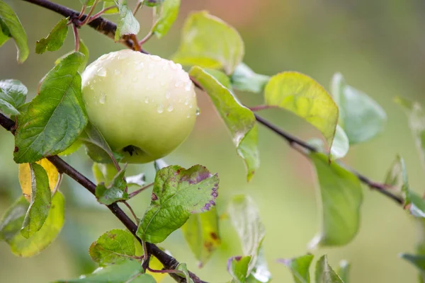 Äpplen på en filial. Regndroppar på äpplen. Ny gröda. Suddig höst dags bakgrund. — Stockfoto