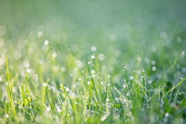Narin pastel resim. Çiy damlaları ile parlak yeşil çim, güzel bokeh, sabahın erken saatlerinde.