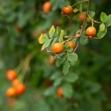 Böğürtlenli kuşburnu dalları. Yeşil bulanık arka plan. 