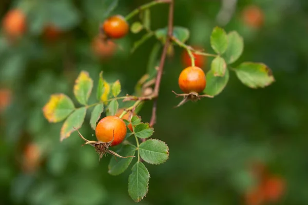 Rosehip branches with berries. Green blurred background. — Stock Photo, Image