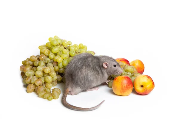 Mignon dumbo de rat sur un fond blanc isolé avec des fruits. Raisins et nectarines. Récolte. Le rat, symbole du Nouvel An chinois — Photo