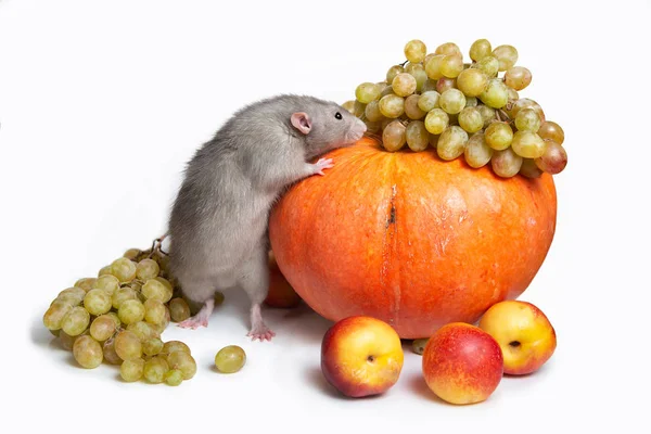 Söt råtta Dumbo med frukt och grönsaker på en vit isolerad bakgrund. Druvor, pumpa, nektariner. Råtta-en symbol för det kinesiska nyåret — Stockfoto