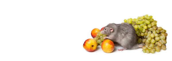 Bandiera. Carino dumbo ratto su uno sfondo bianco isolato mangia uva. Frutta: pesche noci e uva. Nuovo raccolto. Il ratto è un simbolo del capodanno cinese — Foto Stock