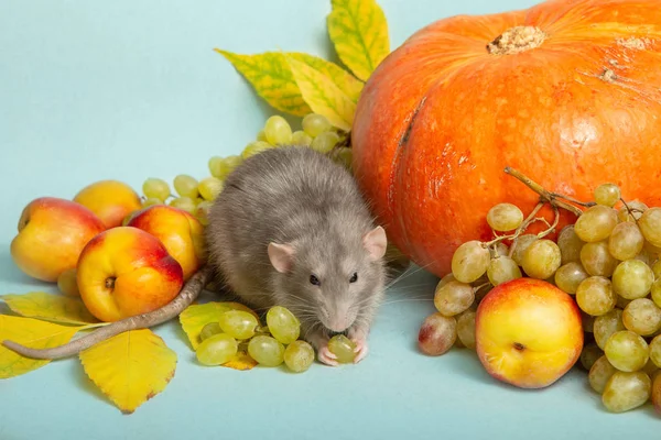 Söt råtta Dumbo med frukt och grönsaker på en blå isolerad bakgrund. Druvor, pumpa, nektariner. Råtta-en symbol för det kinesiska nyåret — Stockfoto