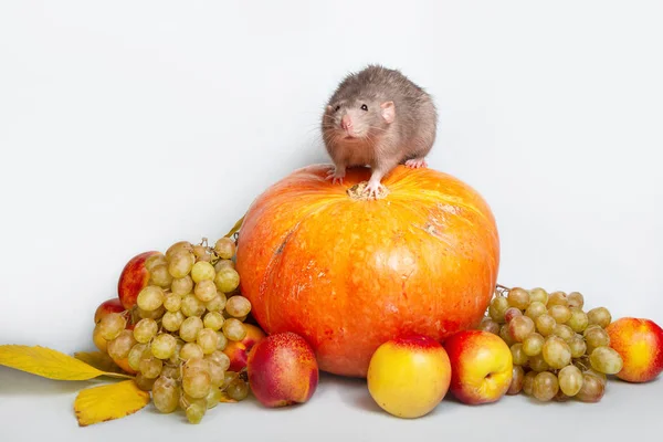 Bonito dumbo de rato com frutas e legumes em um fundo isolado cinza. Uvas, abóbora, nectarinas. Rato - um símbolo do Ano Novo chinês — Fotografia de Stock