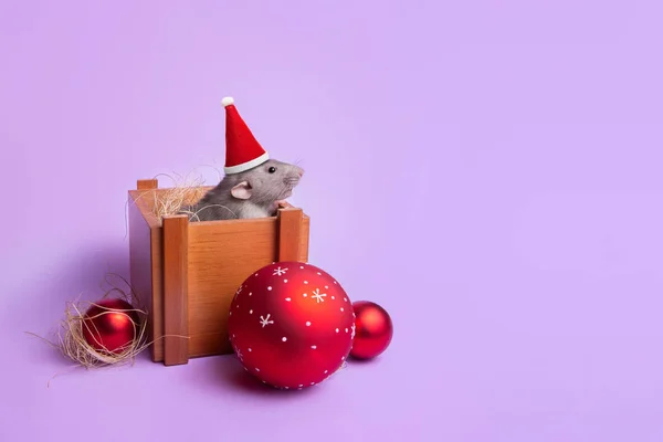 Charming pet. Decorative rat dumbo in a wooden box on a lilac background. New Year\'s toys. Year of the rat. Chinese New Year.