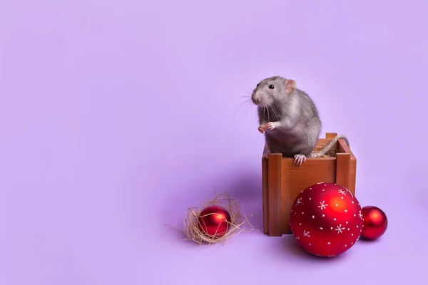 Charming pet. Decorative rat Dumbo is sitting on a wooden box.Lilac background. Christmas red toys. Year of the rat. Chinese New Year. — Stock Photo, Image