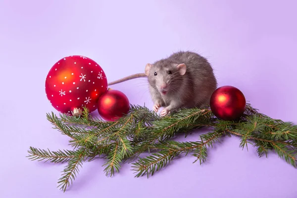 Encantadora mascota. Rata decorativa Dumbo con fondo lila. Ramas de abeto, juguetes de Navidad. Año de la rata. Año nuevo chino . —  Fotos de Stock