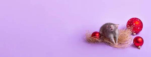 Banner. Charming pet. Decorative rat Dumbo on lilac background. Christmas toys. Year of the rat. Chinese New Year. — Stock Photo, Image