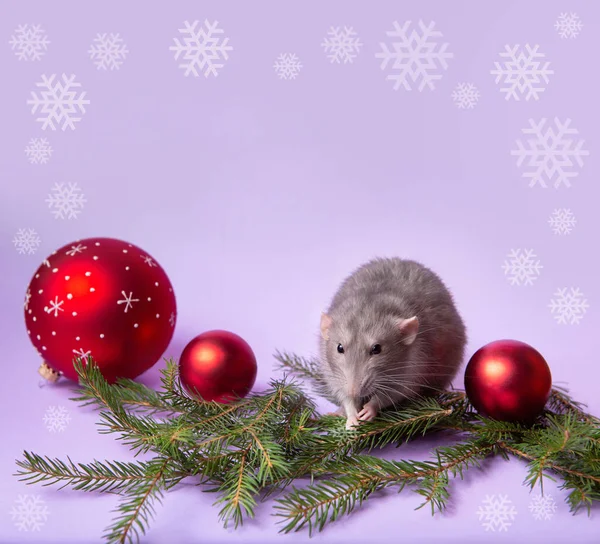 Encantadora mascota. Rata decorativa Dumbo con fondo lila. Ramas de abeto, juguetes de Navidad. Año de la rata. Año nuevo chino . —  Fotos de Stock