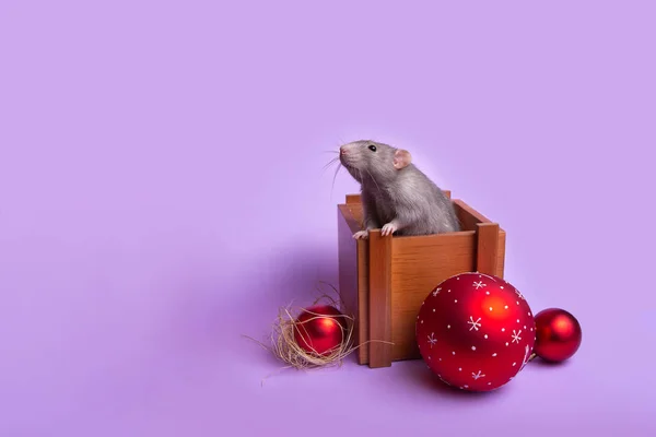 Charming pet. Decorative rat dumbo in a wooden box on a lilac background. hristmas toys. Year of the rat. Chinese New Year. — Stock Photo, Image