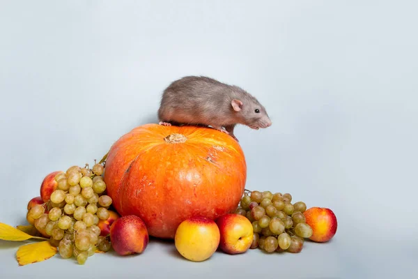 Mignon dumbo de rat aux fruits et légumes sur fond bleu isolé. Raisin, citrouille, nectarines. Le rat, symbole du Nouvel An chinois — Photo