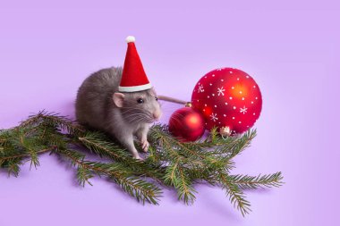 Büyüleyici bir evcil hayvan. Leylak arka plan lı dekoratif fare Dumbo. Dallar ladin, Noel oyuncakları. Fare yılı. 