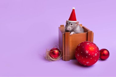 Charming pet. Decorative rat dumbo in a wooden box on a lilac babackground. New Year's toys. Year of the rat. Chinese New Year. clipart