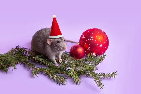 Encantadora mascota. Rata decorativa Dumbo con fondo lila. Ramas de abeto, juguetes de Navidad. Año de la rata . —  Fotos de Stock