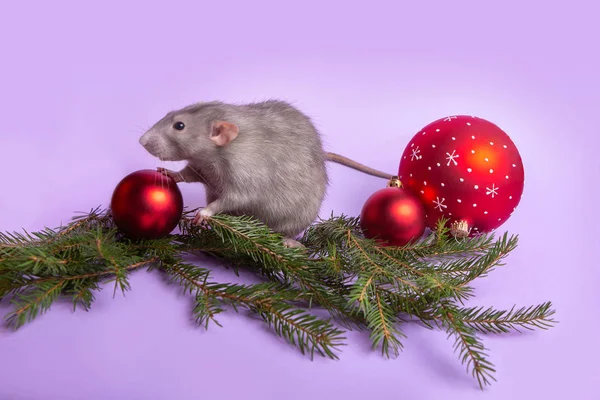 매력적인 애완 동물. 라일락 배경 장식 쥐 덤보. 나뭇 가지 가문비 나무, 크리스마스 장난감. 쥐의 해. — 스톡 사진