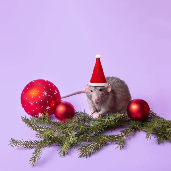 Encantadora mascota. Rata decorativa dumbo en un sombrero de Santa sobre un fondo lila. Juguetes de Año Nuevo, ramas de abeto. Año de la rata . —  Fotos de Stock