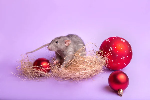 Charming pet. Decorative rat Dumbo on lilac background. Christmas toys. Year of the rat. — Stock Photo, Image