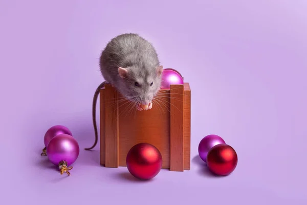 Encantadora mascota. Rata decorativa Dumbo está sentado en una caja de madera. Fondo lila. Juguetes rojos Navidad. Año de la rata . —  Fotos de Stock