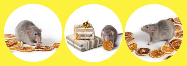 Uppsättning bilder av dekorativa Dumbo råttor på en vit bakgrund gåvor och torkade apelsiner. — Stockfoto