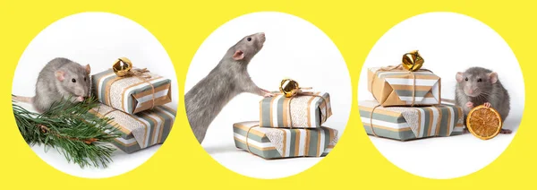 Conjunto de fotos de ratas Dumbo decorativas sobre un fondo blanco con regalos. Año de la rata . —  Fotos de Stock