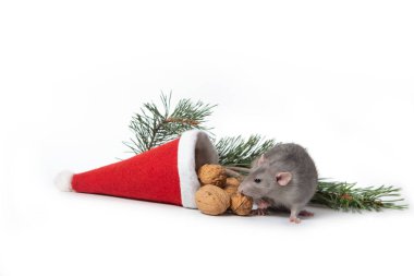 Dekoratif sıçan dumbo beyaz izole arka plan üzerinde bir ceviz nibbles. Yakınlarda bir Noel Baba şapkası ve bir çam dalı var.. 