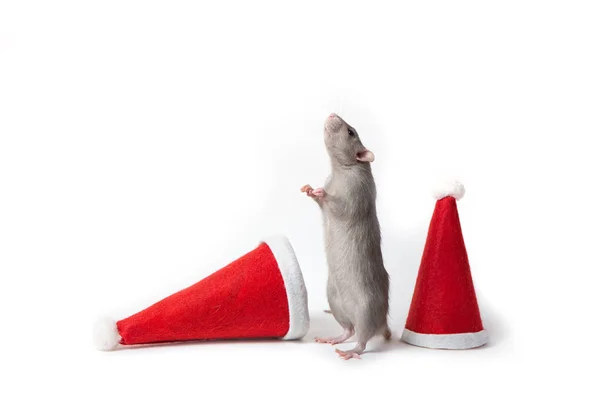 Un rat dumbo décoratif se tient sur ses pattes arrière entre les chapeaux du Père Noël sur un fond blanc isolé . — Photo