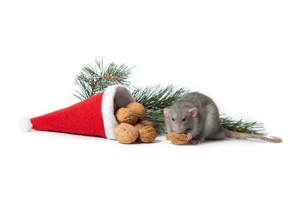 Rata decorativa dumbo mordisquea una nuez sobre un fondo blanco aislado. Cerca hay un sombrero de Santa Claus y una rama de pino . — Foto de Stock
