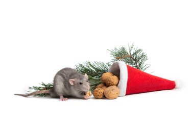 Dekoratif sıçan dumbo beyaz izole arka plan üzerinde bir ceviz nibbles. Yakınlarda bir Noel Baba şapkası ve bir çam dalı var.. 