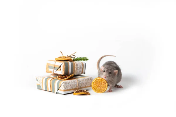 Rata dumbo decorativa sobre un fondo blanco aislado. Cerca hay regalos y naranja seca . —  Fotos de Stock