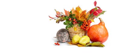 Danner. Beyaz izole bir arka planda şirin bir fare şapşalı. Bir sepet içinde dağ külleri, gül kalçalar ve sonbahar renkli yapraklar..