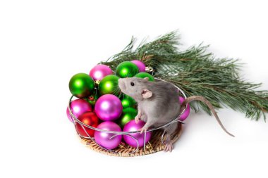 Büyüleyici fare Dumbo, Noel süslemeleri ve bir çam dalının yanında oturuyor. Yeni yıl kartı. Sevimli hayvan..