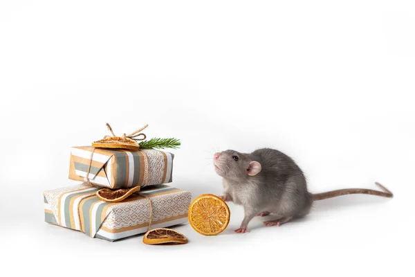 Rata dumbo decorativa sobre un fondo blanco aislado. Muy cerca hay regalos y naranja seca. Año de la rata. Encantadora mascota . —  Fotos de Stock