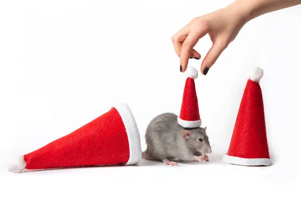 Rat dumbo décoratif entre chapeaux de Père Noël sur un fond blanc isolé. Une main féminine met un chapeau de Père Noël sur un rat. Année du rat. Nouvel An chinois . — Photo
