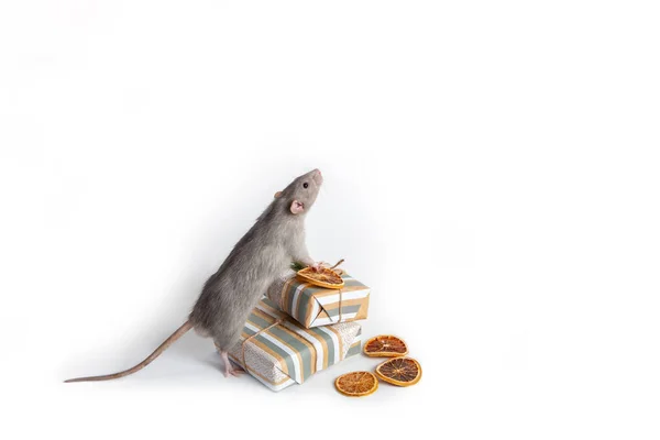 A decorative rat dumbo stands on its hind legs next to gifts on a white isolated background. Year of the rat. — Stock Photo, Image