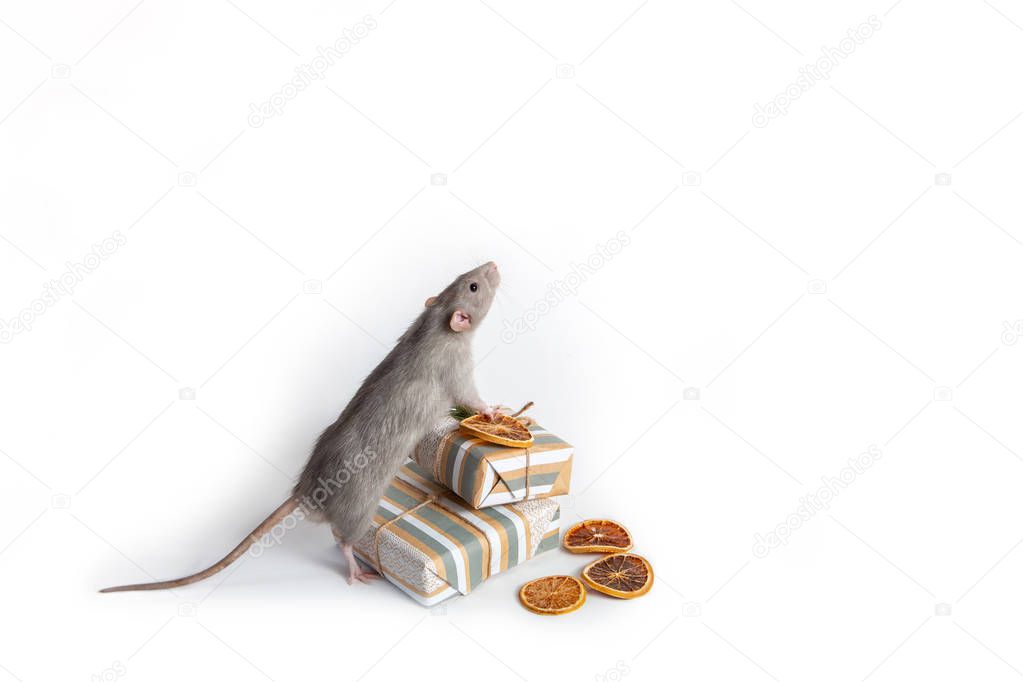A decorative rat dumbo stands on its hind legs next to gifts on a white isolated background. Year of the rat. 