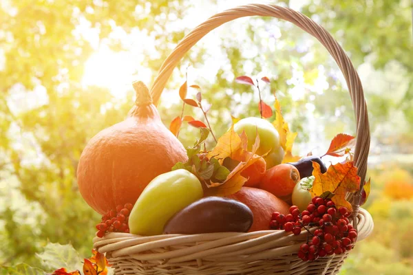 Basket with vegetables. Autumn harvest. Sunlight. — Stock Photo, Image