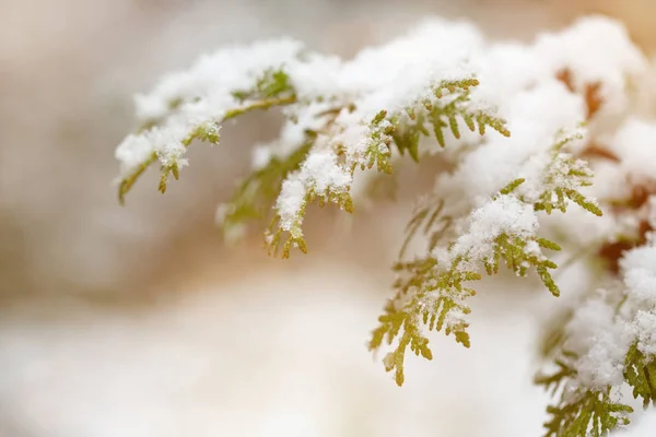 stock image Thuja branches in the snow. First snow. Autumn day. Blurred background. 