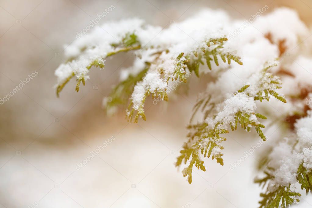 Thuja branches in the snow. First snow. Autumn day. Blurred background. 