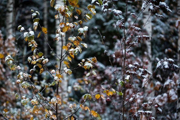 Birch branches with yellow leaves in the snow. First snow. . Blurred background. — Stock Photo, Image
