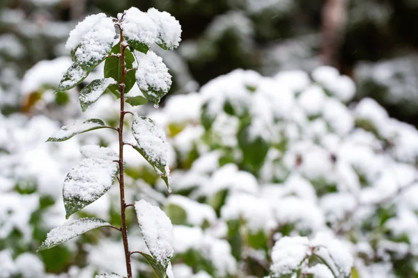 Branches arbustives avec des feuilles vertes dans la neige. Jour d'automne. Première neige. Fond flou . — Photo