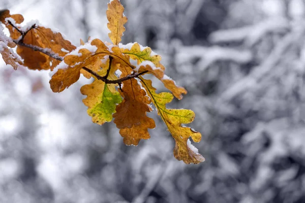 Žluté duby ve sněhu. První sníh. Podzimní den. Rozmazané bílé pozadí. — Stock fotografie